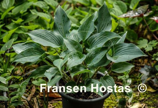 Hosta Cooltini